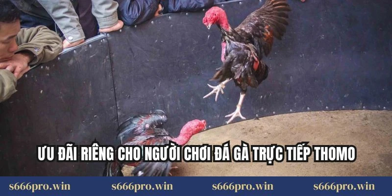 Ưu đãi riêng cho người chơi đá gà trực tiếp Thomo